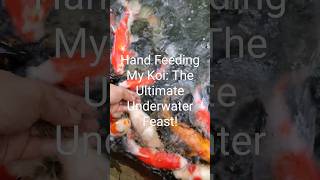 Hand Feeding My Koi The Ultimate Underwater Feast koi [upl. by Ashton425]