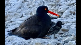 BLACK OYSTERCATCHER chicks [upl. by Dyke604]