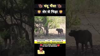 Chandu bhainsa ka ab kya hoga lion animals amazingfacts ytshorts mrdhirajgahlot MrBeast [upl. by Alita]