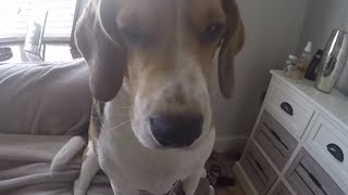 Ultimate Guilty Dog  Funny Beagle Shamed [upl. by Cleary]