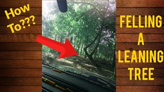 How to fell a tree  Forward lean howto chainsaw [upl. by Anyd]