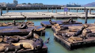 An anchovy feast draws a crush of sea lions to one of San Franciscos piers the most in 15 years [upl. by Solley25]