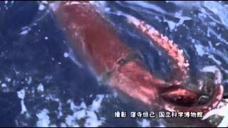 Raw First Ever Video of Giant Squid in Deep Sea [upl. by Nitsraek]