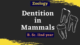 Dentition In Mammals  B Sc 2nd year  Zoology [upl. by Sregor]