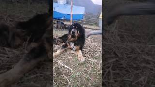 Tibetan Mastiff Dog😱DamaruDangerous Khaniyabas1 Owner Begrong Tamang trending [upl. by Lesiram]