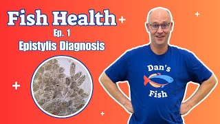 Fish Health ep1 Epistylis Diagnosis [upl. by Syl871]