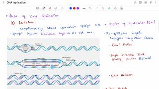 DNA Replication  Mechanism of DNA Replication in Prokaryotes and Eukaryotes  Hindi  Urdu [upl. by Bessie]