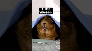 🌟 Is the Memory Foam Sofa Rus best friend Absolutely 🛋️✨ shorts guineapig cute guineadad [upl. by Tobin]