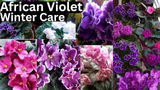 African Violet Care Guide  Best Tips For Beginners  in Nepali gardening flowers indoorplants [upl. by Codd]