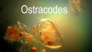 Ostracod [upl. by Kristie]