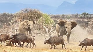 The Youngest Elephants Clash with a Giant Herd of Buffalo [upl. by Drofdeb]