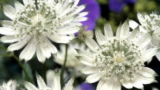 Bare root plants arrived  Astrantia Snow Star  Nora Barlow Aquilegia  Caladium Cranberry Star [upl. by Aniala219]