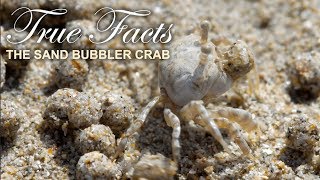 True Facts  The Sand Bubbler Crab [upl. by Amol]