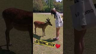 Bowing Deer [upl. by Aleehs357]