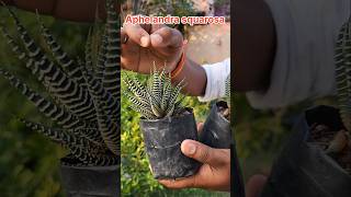 Aphelandra Squarosa Plant  shorts youtubeshorts music love song farming garba newsong yt [upl. by Capone]