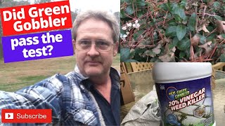 HOW TO USE THE GREEN GOBBLER WEED KILLER  DID IT PASS THE TEST [upl. by Fenn]