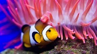 Nature Documentaire Francais Lincroyable Vie Des Poissons►à lintérieur de leurs palais de corail [upl. by Pilif]