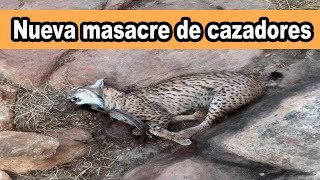 Cazadores Matan a Cuatro Linces Ibéricos [upl. by Hallette956]