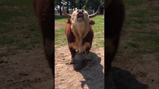 Good Morning Cow Part 2 funnyvideos cows animalcomedy [upl. by Gazzo]