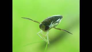 Water Boatman Loudest Animal Alive  Micronecta scholtzi [upl. by Sungam457]