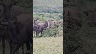 Dr Mahomedy uses PneuDart Model 389 Projector for Wildlife Conservation Purposes [upl. by Enneirdna453]