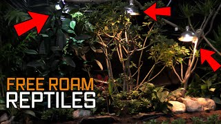 Each heat bulb is a Dominant LIZARDS TERRITORY FREE ROAM reptile room tour [upl. by Nnyledam]