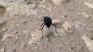 Pitted darkling beetle on morning walk [upl. by Imnubulo]