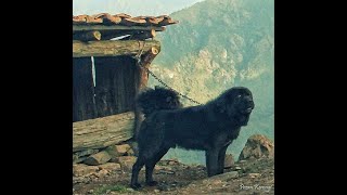 Beautiful Tibetan Mastiff  Bhote kukur भोटे कुकुर barking [upl. by Asfah]