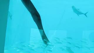 The Underwater Room at The Manta Resort [upl. by Nylzaj]