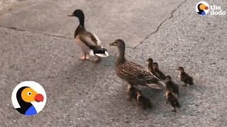 Police Rescue Family Of Ducks From Storm Drain  The Dodo [upl. by Nicki513]