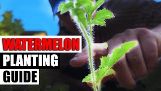 Watermelon Planting  The Complete Guide [upl. by Vergos]