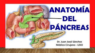 🥇 Anatomía del PÁNCREAS y los CONDUCTOS PANCREÁTICOS Fácil Rápido y Sencillo [upl. by Noiemad]