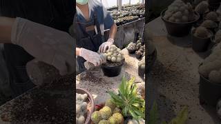 Change the pot Mammillaria plumosa cute succulant plants succulentsplanterspot [upl. by Sucitivel]