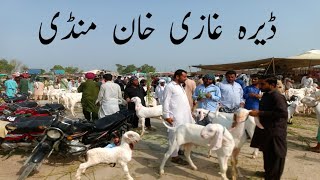 3 July 2024  dera ghazi khan Bakra mandi update today  goat farming in Pakistan  bakra mandi 2024 [upl. by Ycnay]