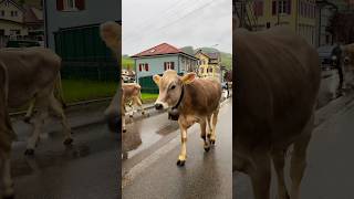 Rainy Swiss Alpine Cattle Drive 🇨🇭🐄 🐄 🐄 ☔️ 🫶 the cows walk tough Urnäsch up to the Swiss Summer Alps [upl. by Assirac]