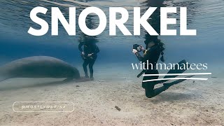 Swimming with manatees in Florida So surreal [upl. by Yssej]