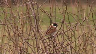 Reed Buntings Emberiza schoeniclus [upl. by Kyriako]