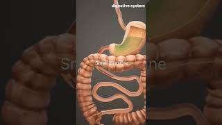 Food digestion in the human body ☃️☃️shorts viralshort trending digestion [upl. by Auqenes]