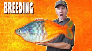 How to Breed Bosemani Rainbow Fish and Raise Their Fry [upl. by Siroval811]