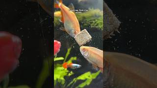 Feeding Fishes tubifex worms [upl. by Leimad]