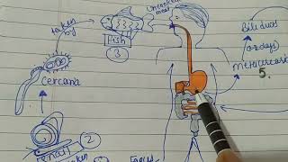 Life cycle of chlonorchis sinensistrematodsmsc zool 1st semOfficial SaNik [upl. by Inaja]
