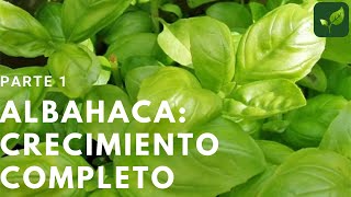 ALBAHACA Siembra Crecimiento y Cuidado Parte 1 [upl. by Rachele]