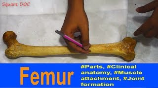 Femur  Anatomy Bones Demonstration  Bangla  Square DOC [upl. by Demaggio]