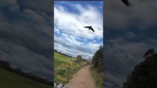 Magpie Attack Burra Country [upl. by Draned]