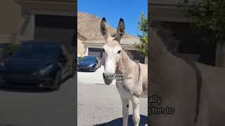 Donkeys listen to Kehas Blow kesha [upl. by Fronniah]