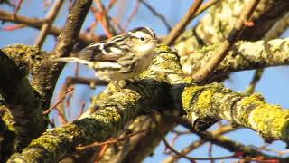 ◎ BlackandWhite Warbler シロクロアメリカムシクイ [upl. by Rosita166]