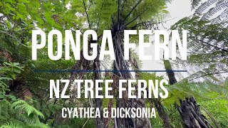 FERNS Tree Ferns PONGA  Cyathea and Dicksonia All you need to know before you grow New Zealand [upl. by Attenauq]