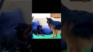 Can GSD steal Rottweilers ball [upl. by Anilef]