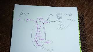 Medullary Hormones Epinephrine Norepinephrine Dopamine Adrenaline Synthesisstoragedegradation [upl. by Nirat]