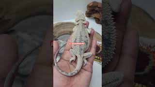 bearded dragon marbled hypo zero [upl. by Normie]